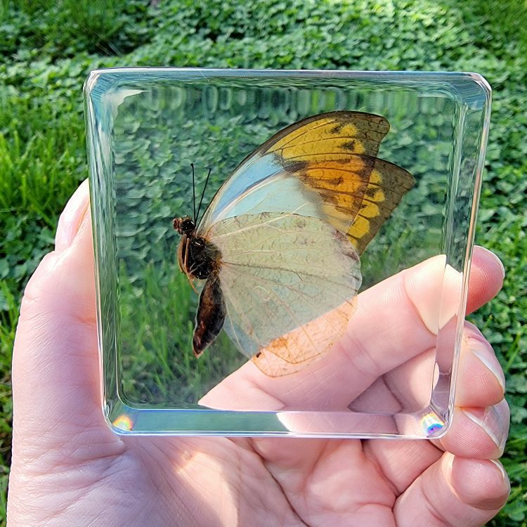 Large Orange Tip Butterfly in Acrylic Resin, Bugs in Resin