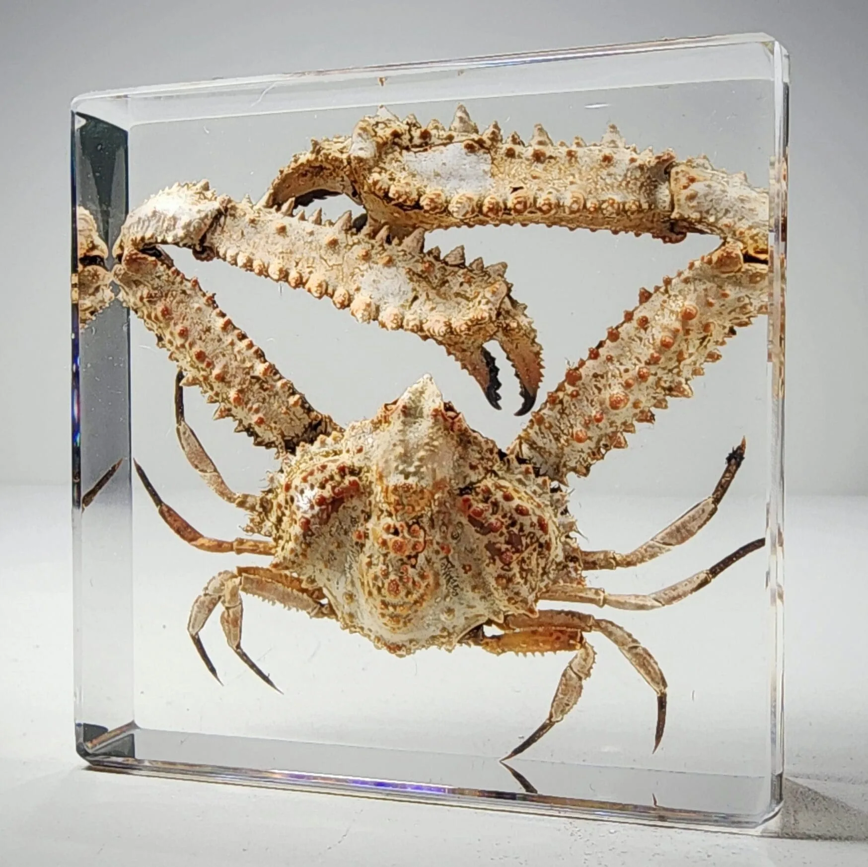 Slide 1 for Elbow Crab in Resin, Parthenope validus
