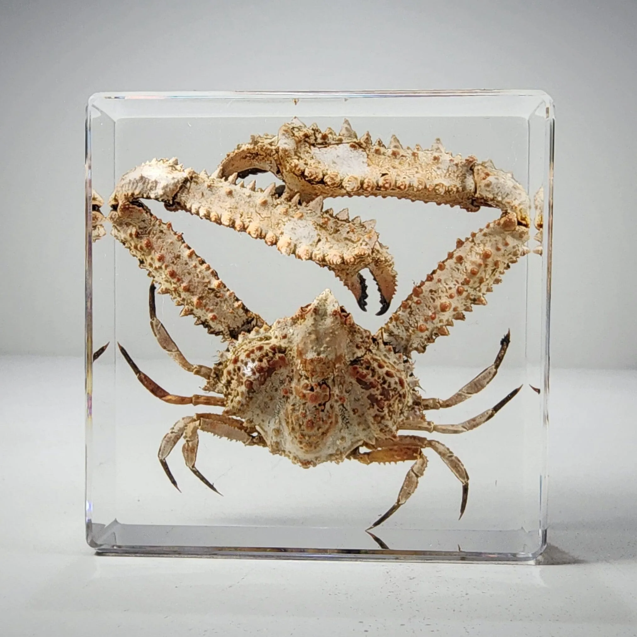 Slide 2 for Elbow Crab in Resin, Parthenope validus