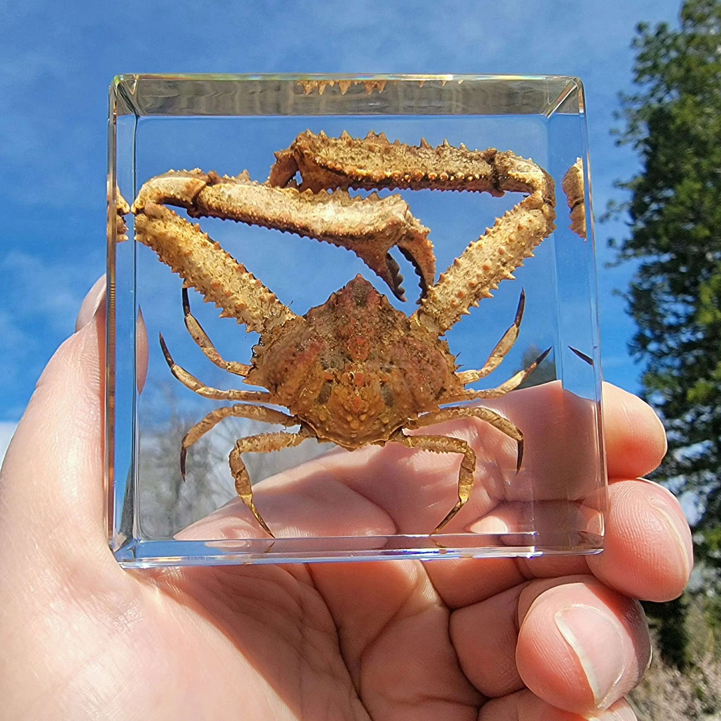 Slide 4 for Elbow Crab in Resin, Parthenope validus