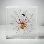 Oddities Decor, Real Spider and Fly, Spider and Fly in Resin, Bugs in Resin