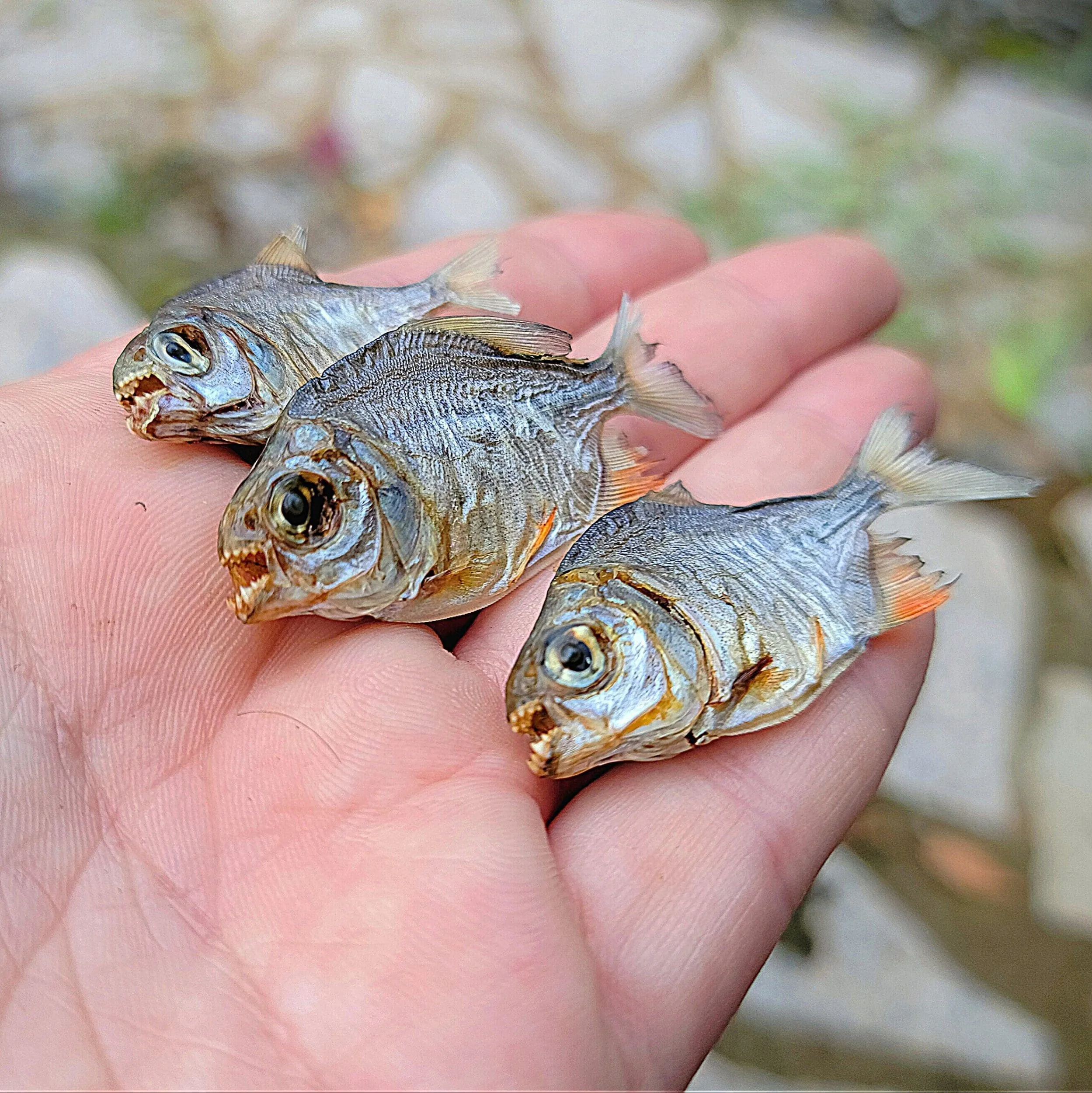 Slide 2 for X3 Real Piranha, Tiny Dried Piranha