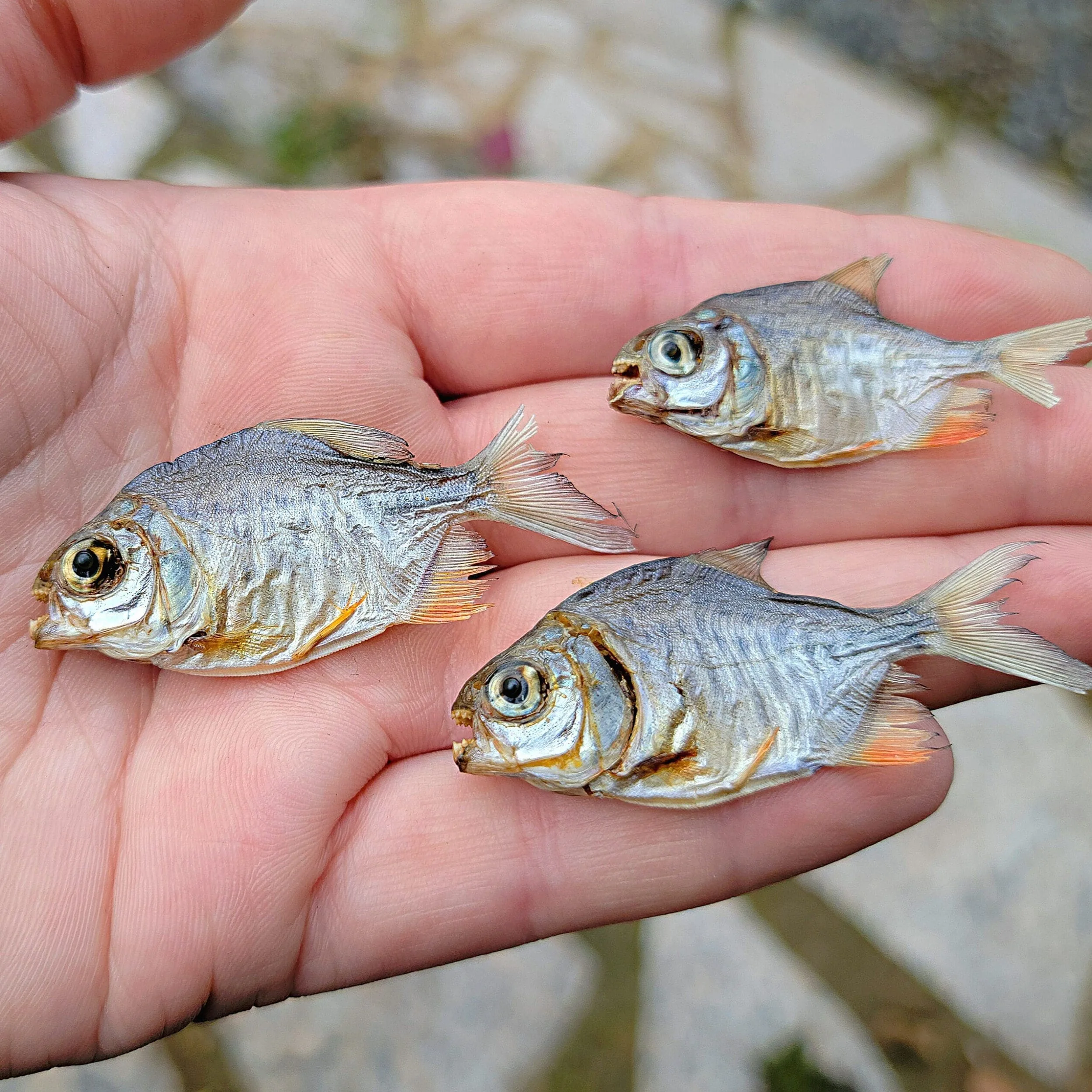 Slide 1 for X3 Real Piranha, Tiny Dried Piranha