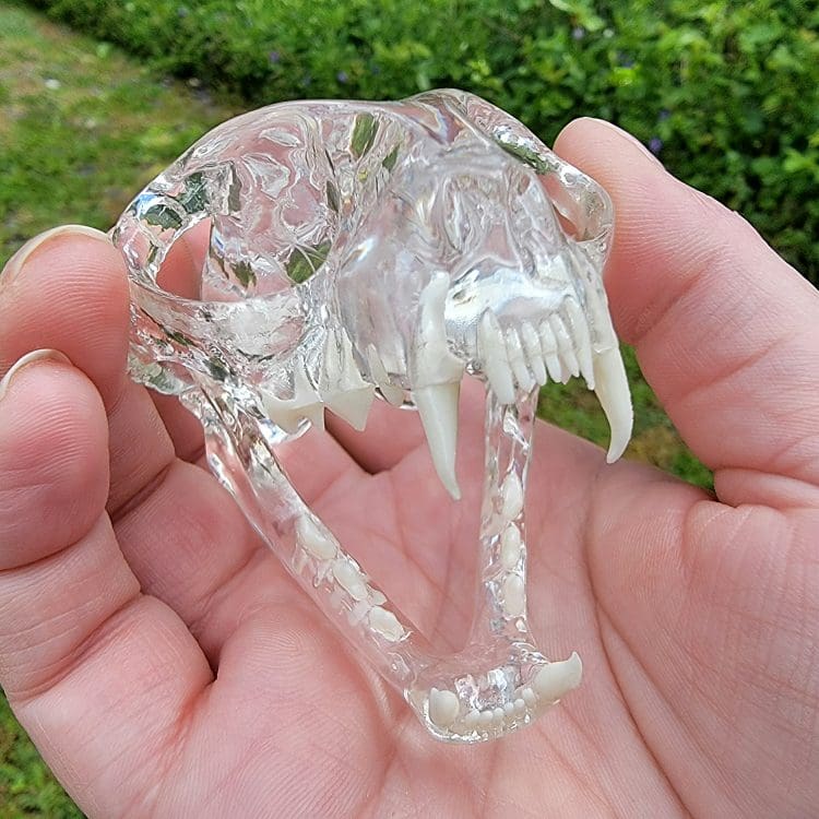 Clear cat skull, Transparent cat skull, real cat skull, Veterinarian model