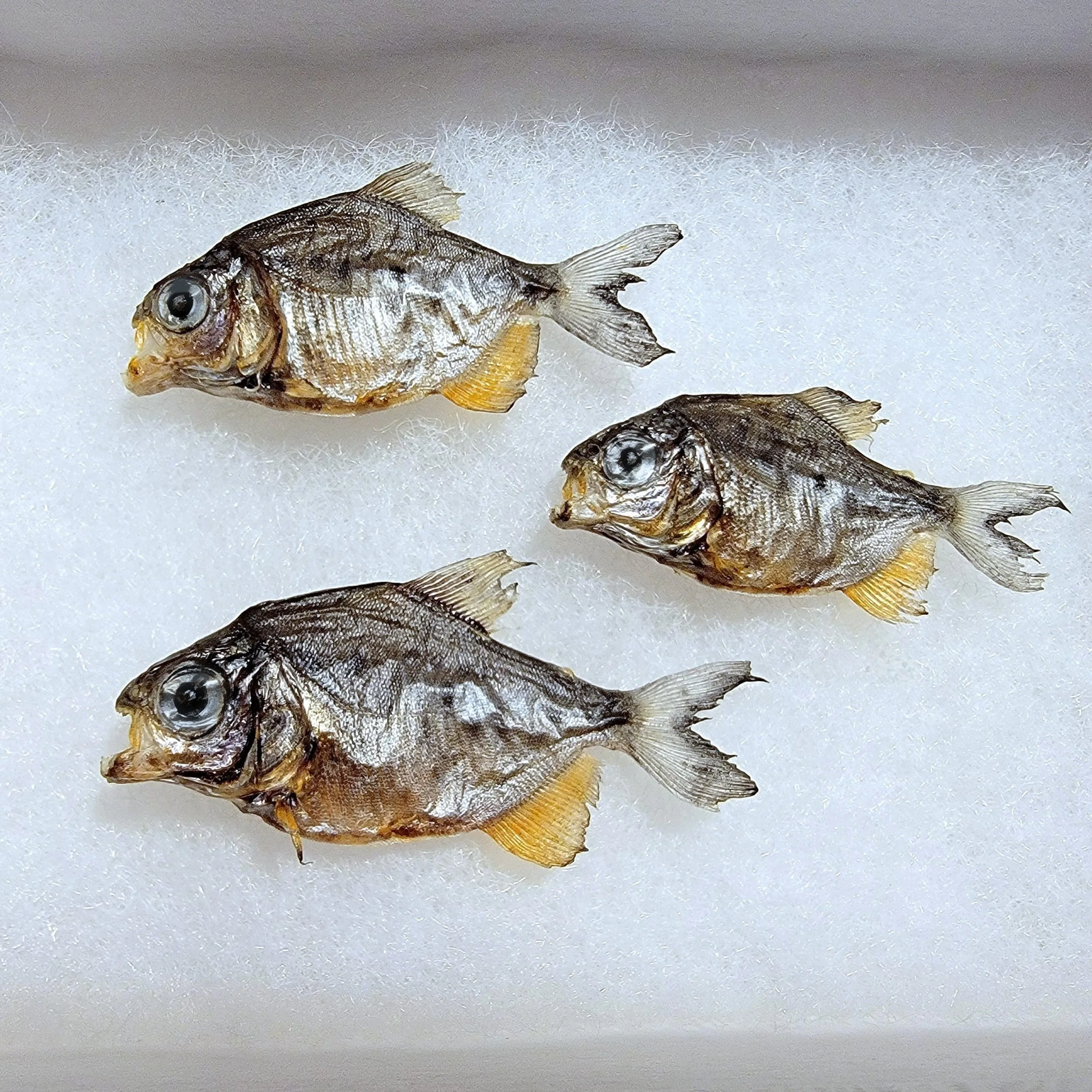 Slide 3 for X3 Real Piranha, Tiny Dried Piranha