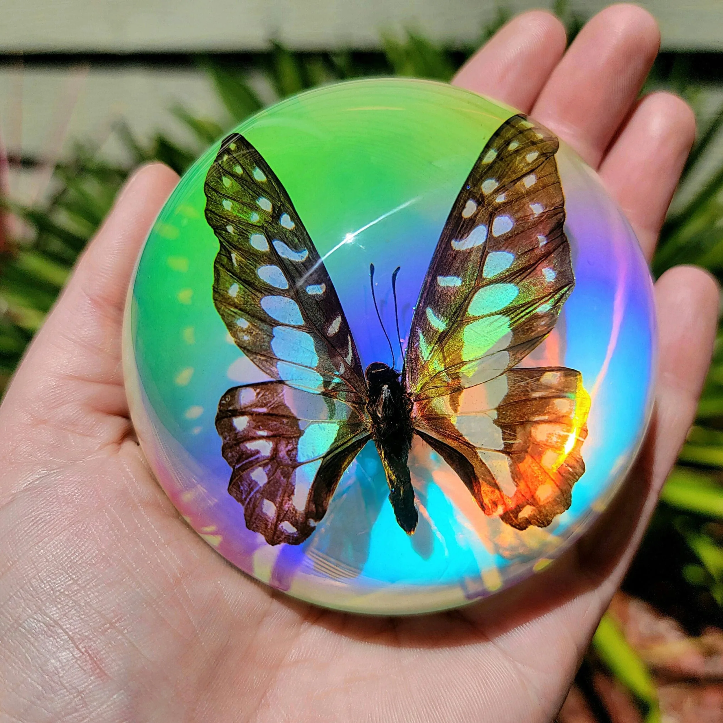 Slide 1 for Iridescent Common Jay Butterfly Rainbow Dome, Graphium chironides