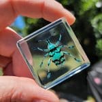 Blue Beetle, Blue Weevil in Resin, Real Insects in Resin