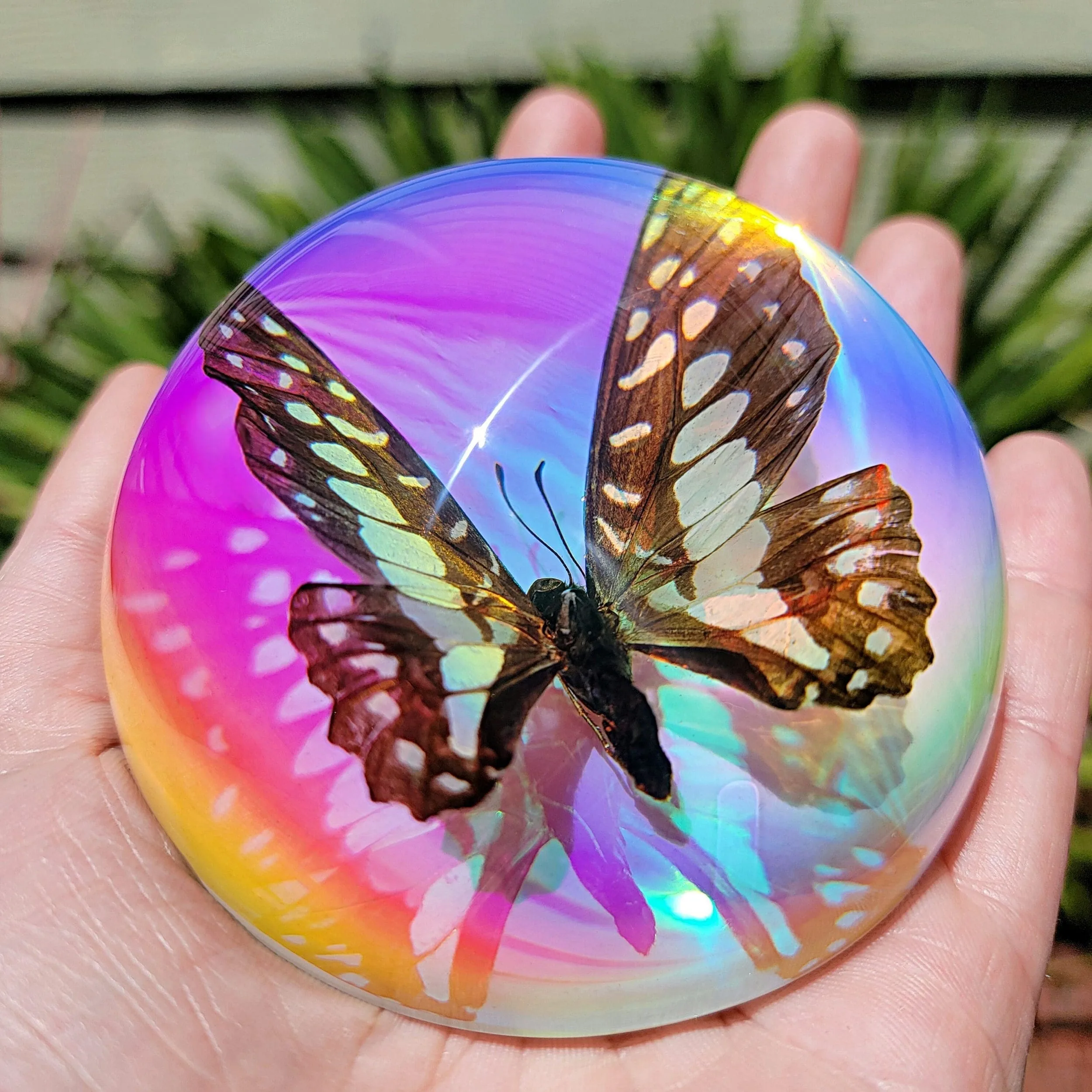 Slide 2 for Iridescent Common Jay Butterfly Rainbow Dome, Graphium chironides