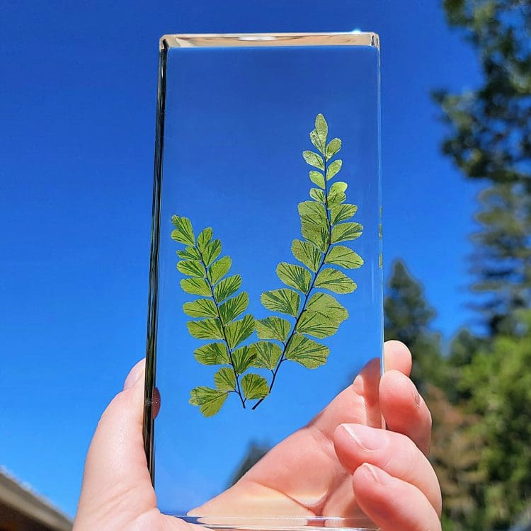 Preserved Fern, Real Fern in Resin, Goblincore, Nature Decor, Preserved Plant