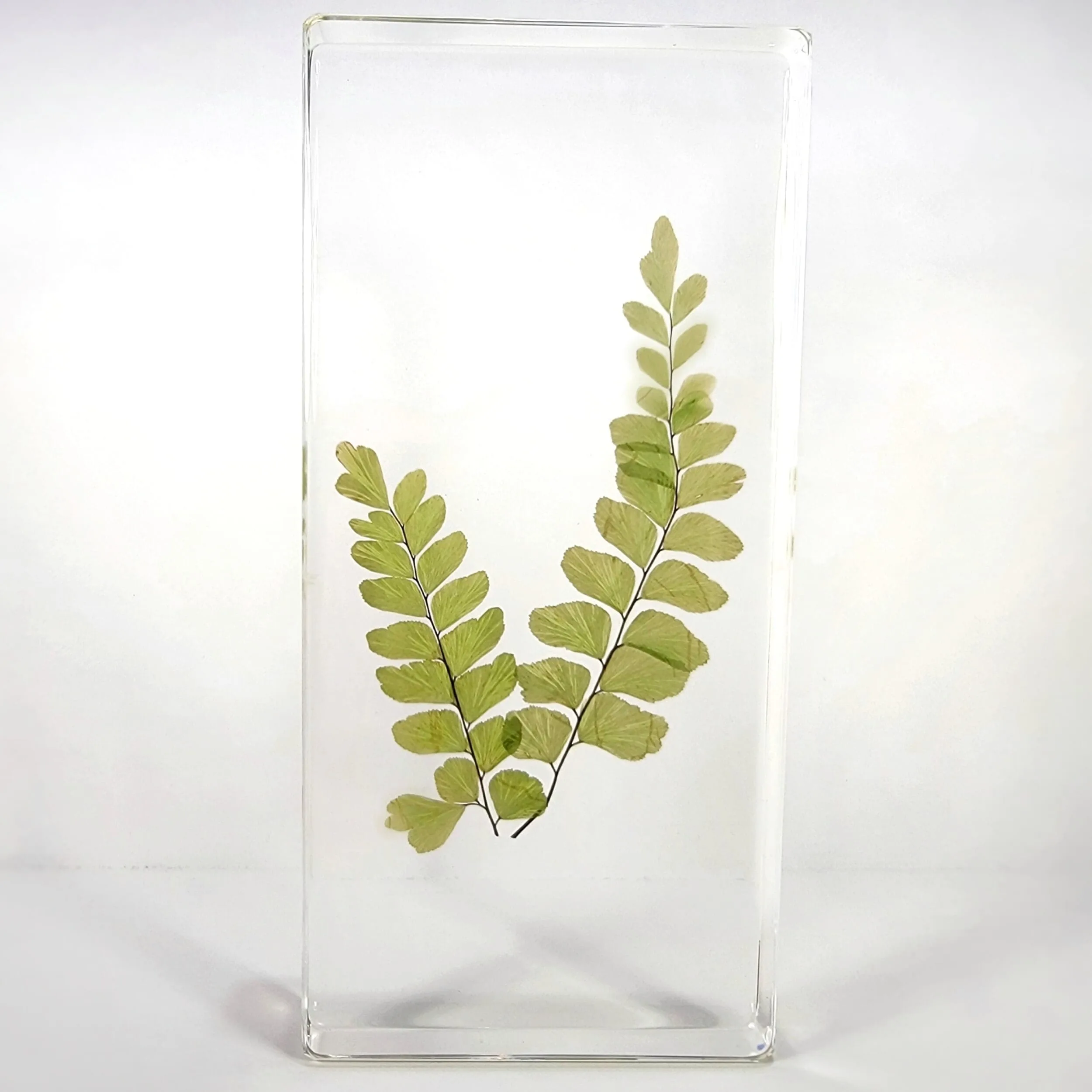 Maidenhair Fern in Rein, Real Plants Display