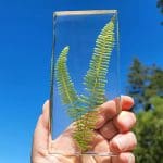 Preserved Fern, Real Fern in Resin, Goblincore, Nature Decor, Preserved Plant