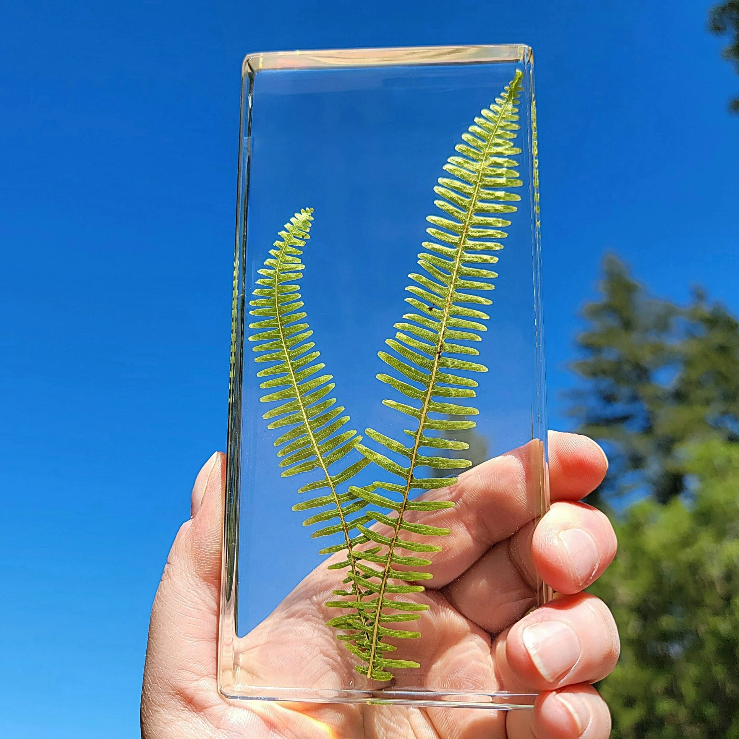 Slide 4 for Real Fern Plant in Resin, Old World Forked Fern