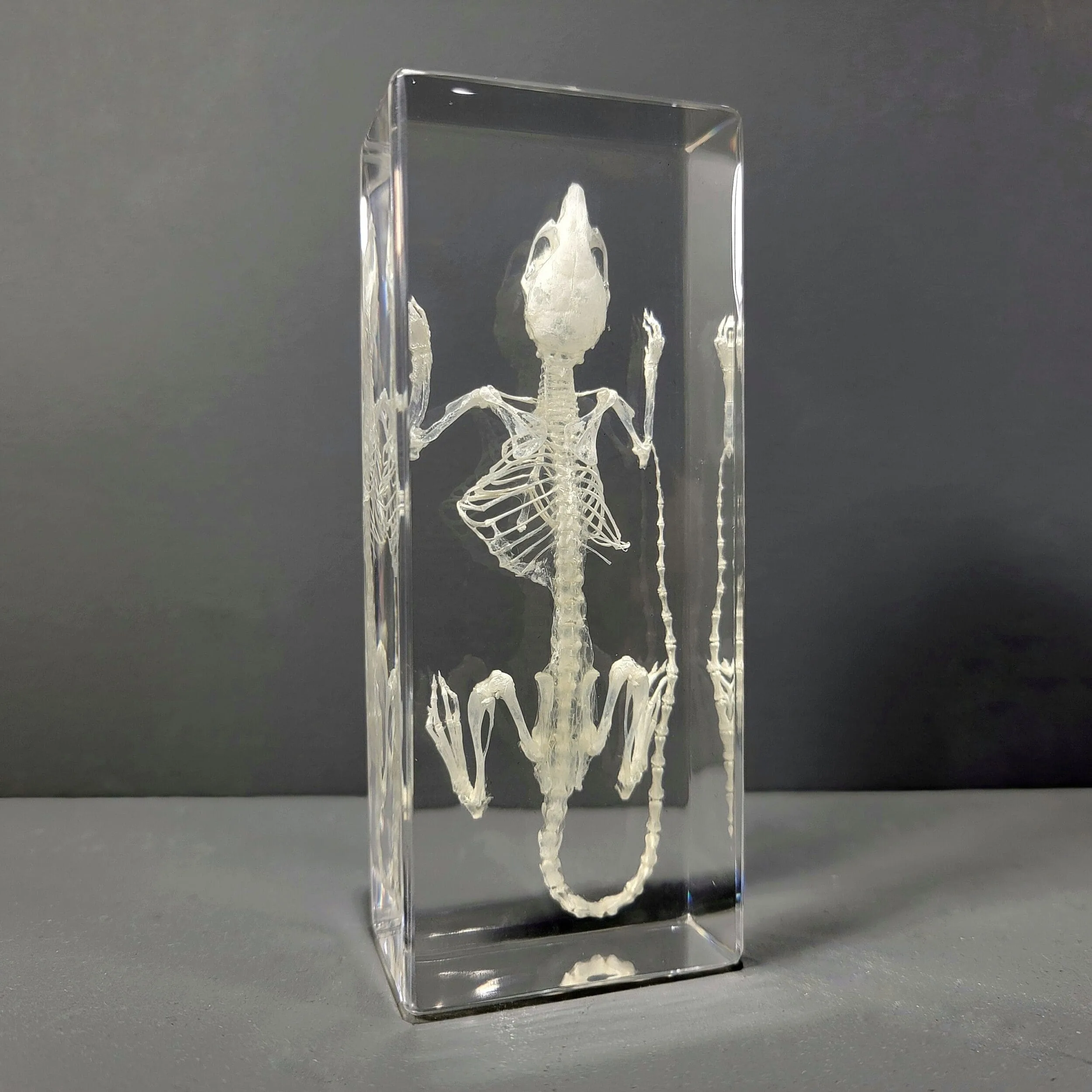 Slide 2 for Mouse Skeleton in Resin, Real Animal Skeleton, Mus musculus