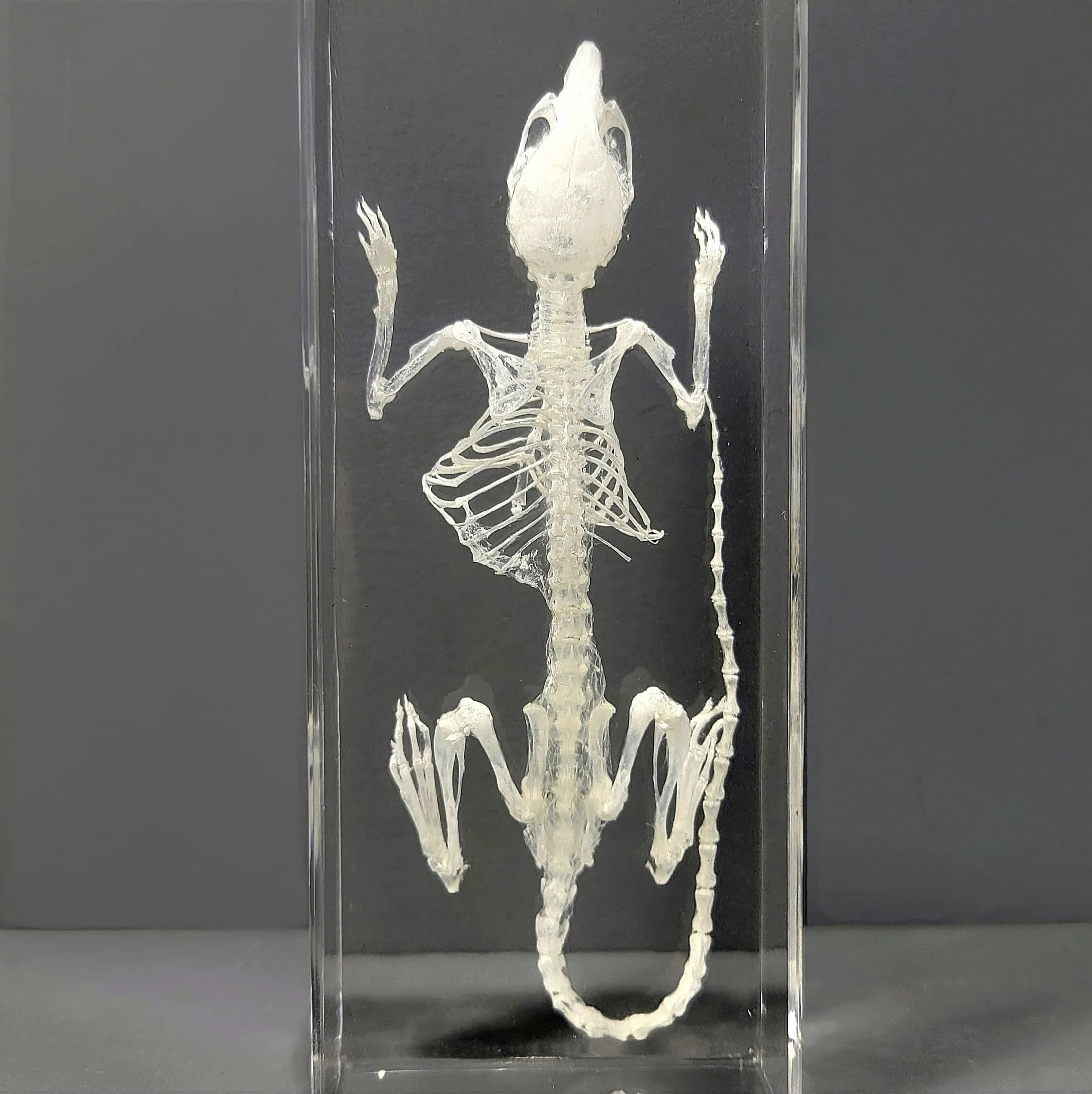 Slide 1 for Mouse Skeleton in Resin, Real Animal Skeleton, Mus musculus