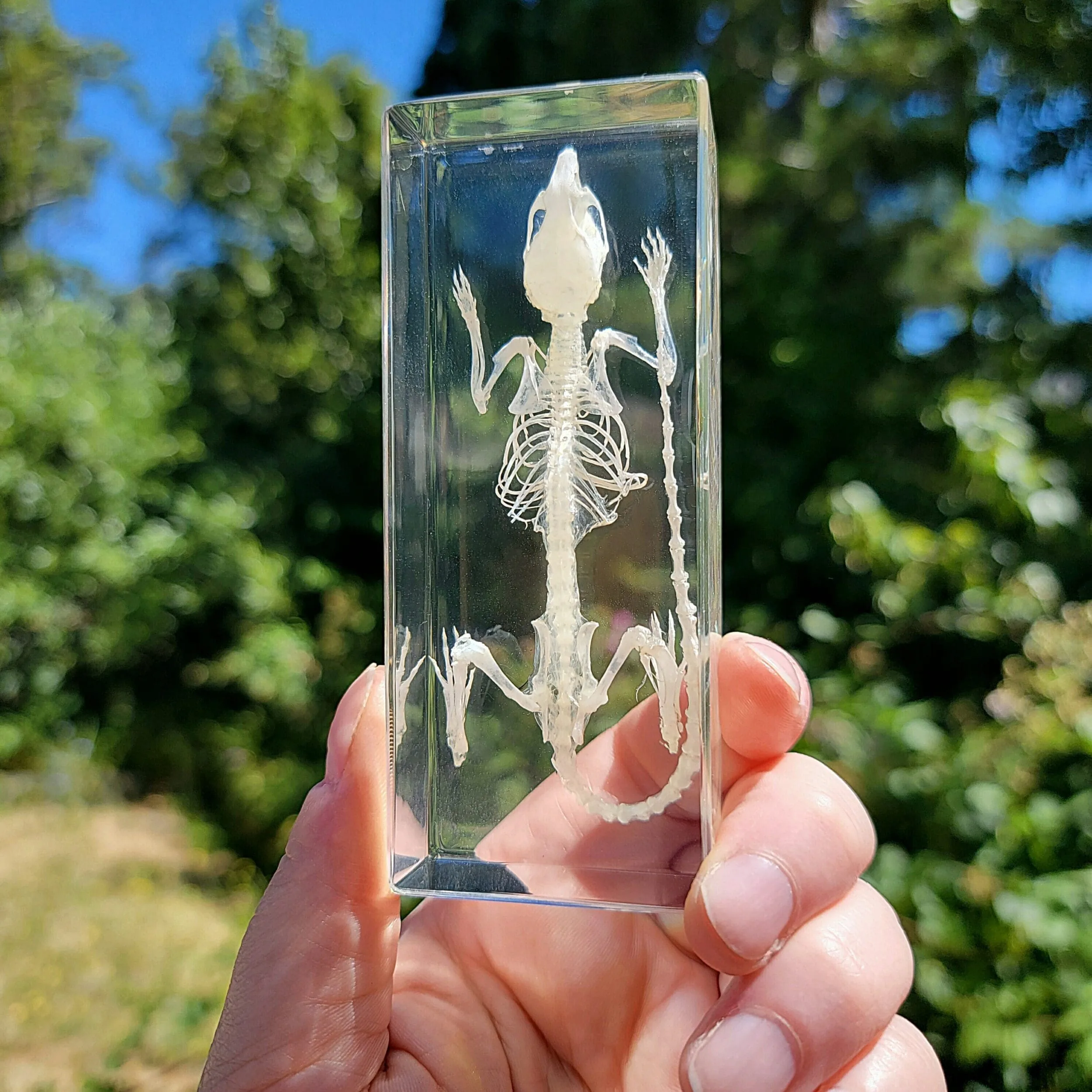 Slide 3 for Mouse Skeleton in Resin, Real Animal Skeleton, Mus musculus