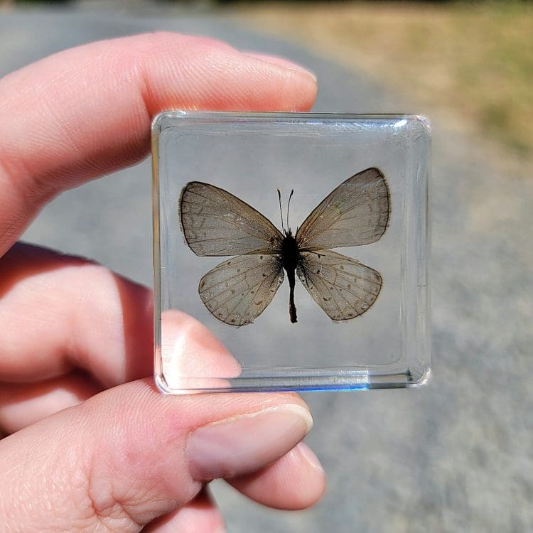 Tiny Butterfly in Resin, Butterfly Gifts, Preserved Butterfly, Small Butterfly