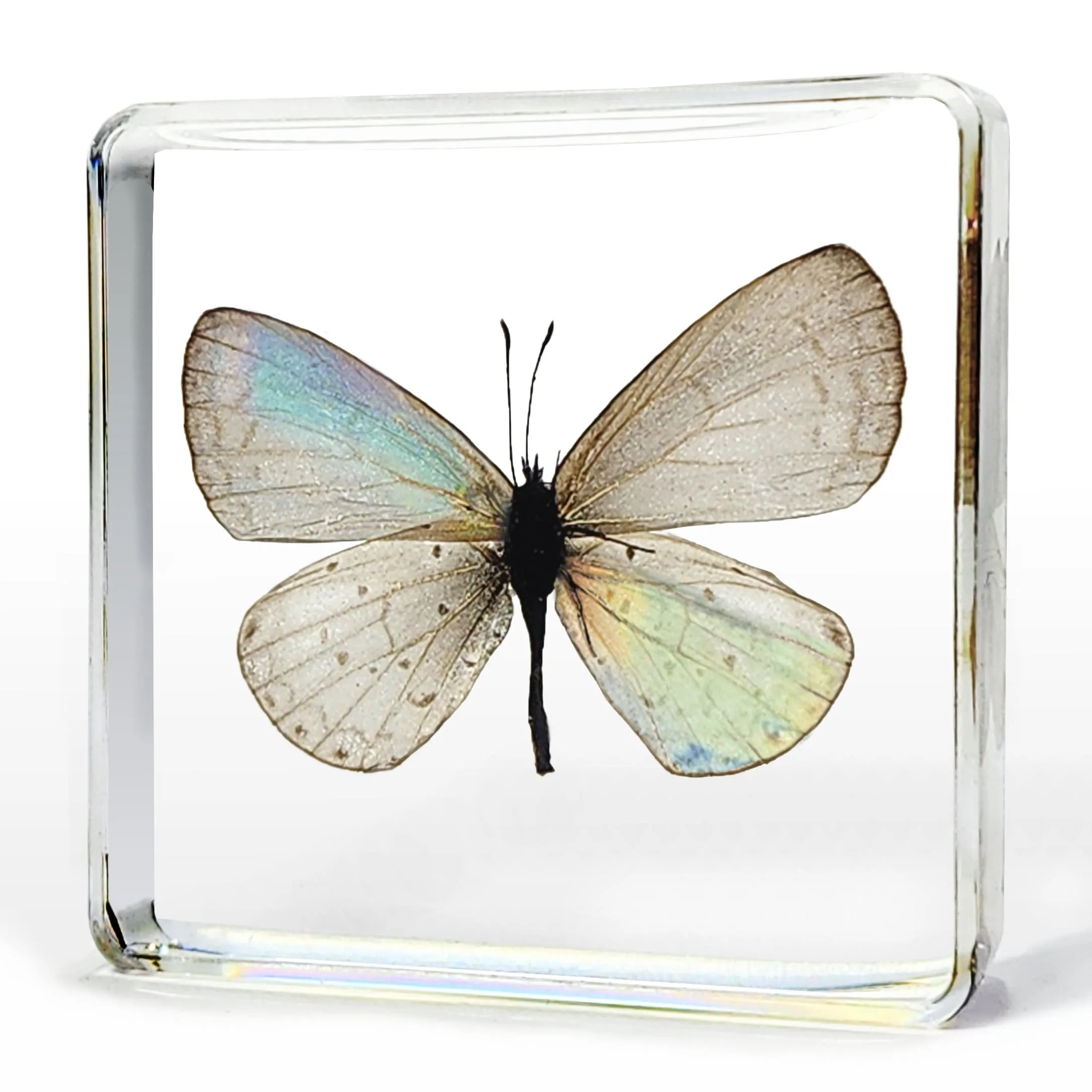 Tiny Real Butterfly in Resin, Preserved Butterflies