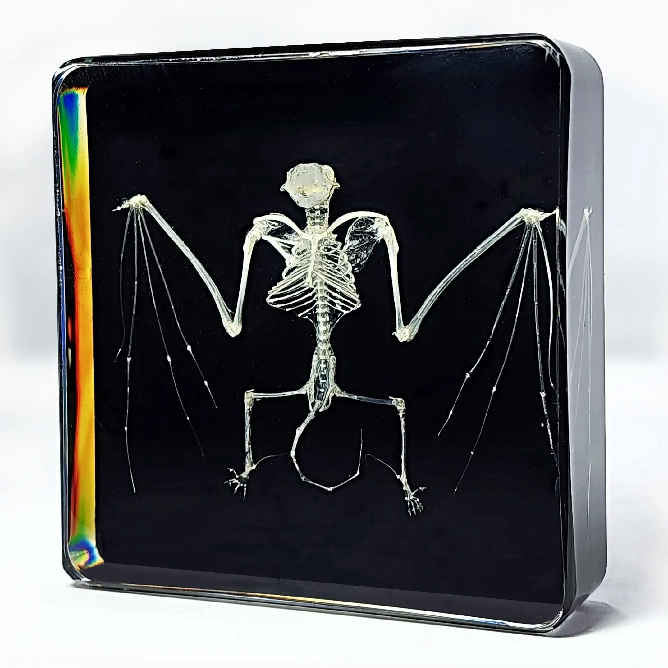 Slide 1 for Bat Skeleton in Resin, Black Background, Common Pipistrelle