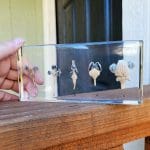 Comparative Brains in Resin, Different Brain Specimens, Scientific Specimens, Science Lab Decor