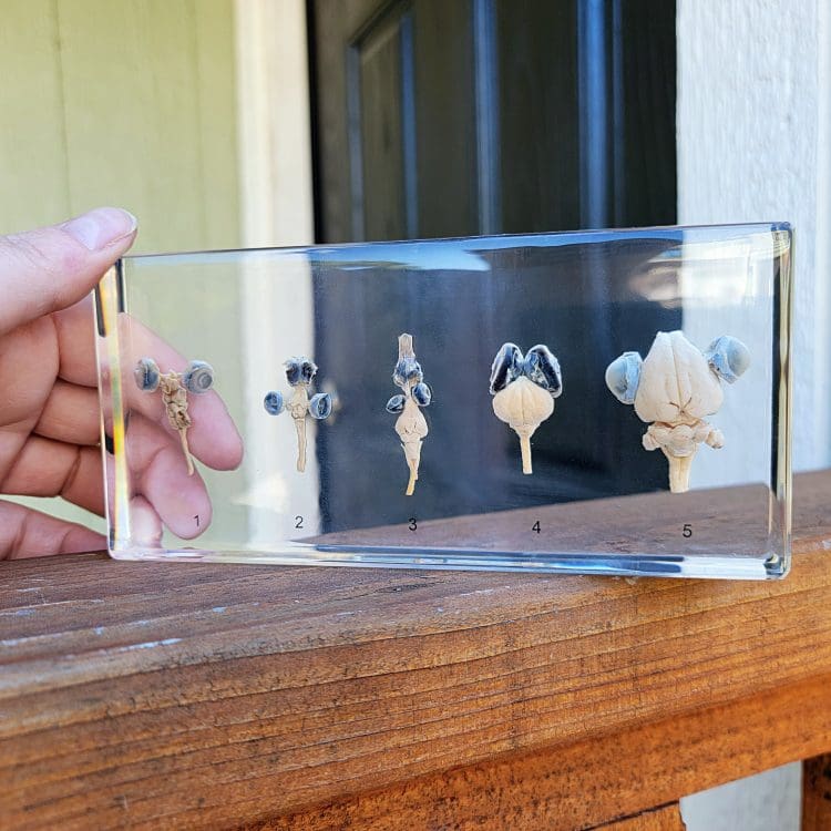 Comparative Brains in Resin, Different Brain Specimens, Scientific Specimens, Science Lab Decor