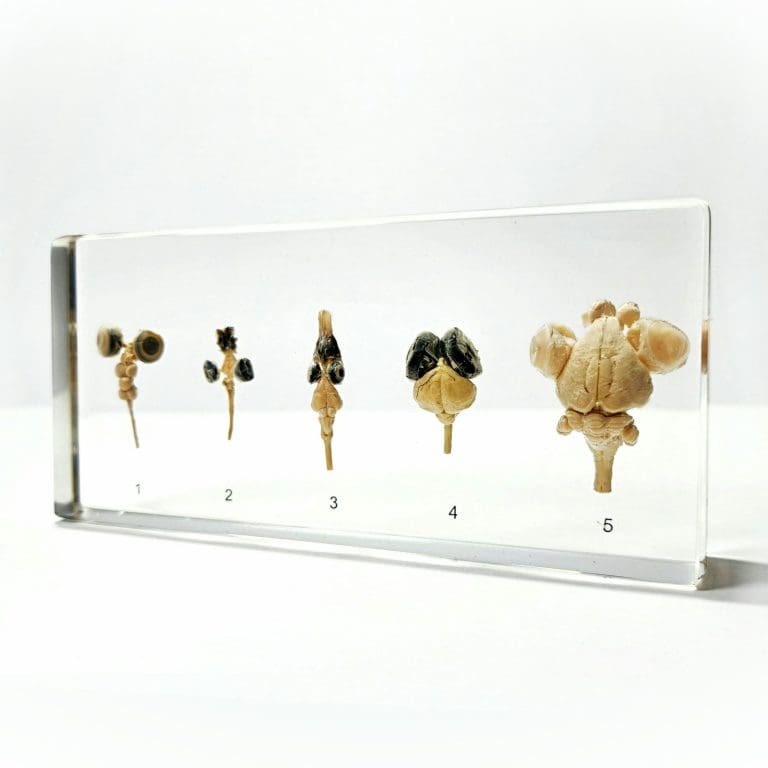 Slide 1 for Real Brain, Comparative Brains in Resin, Educational Display