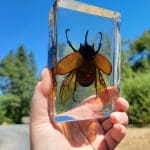 Large Rhinoceros Beetle in Resin, Large Rhinoceros Beetle For Sale, Insects in Resin, Huge Beetle