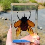 Large Rhinoceros Beetle in Resin, Large Rhinoceros Beetle For Sale, Insects in Resin, Huge Beetle