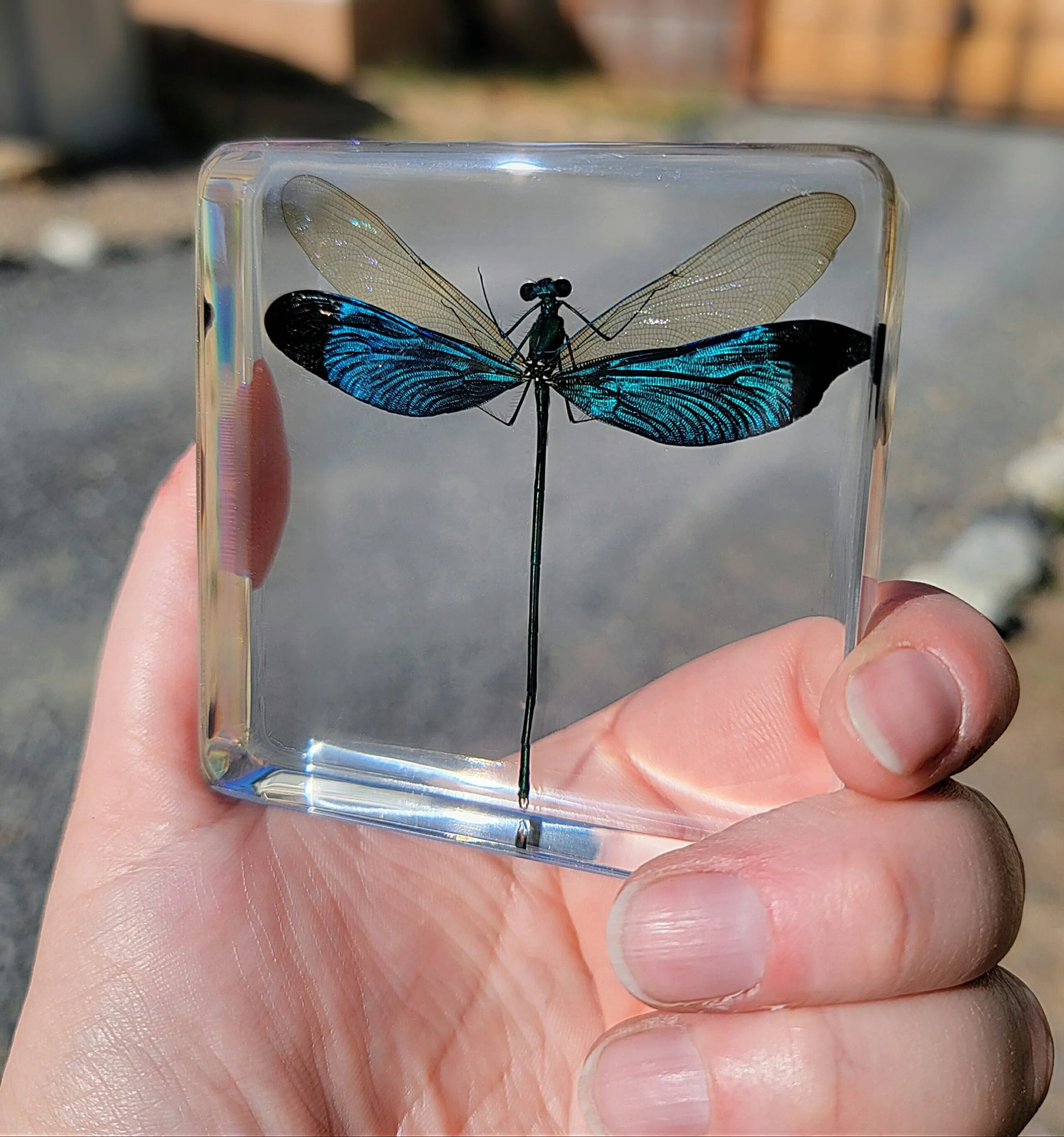 Slide 3 for Damselfly In Resin, Metalwing, Insects in Resin