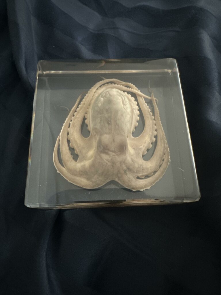 Image #1 from Zev Stoner