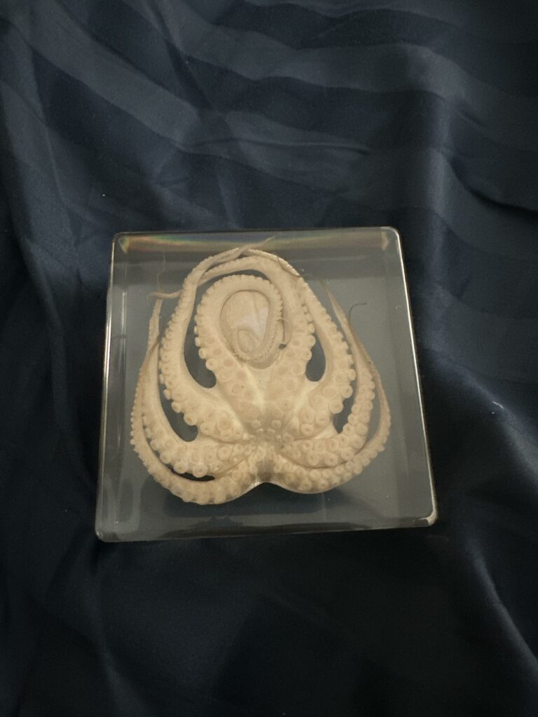 Image #2 from Zev Stoner