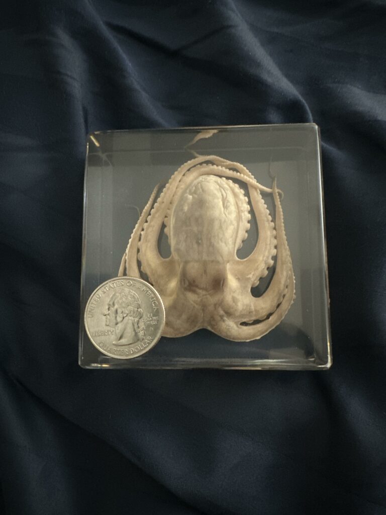 Image #3 from Zev Stoner