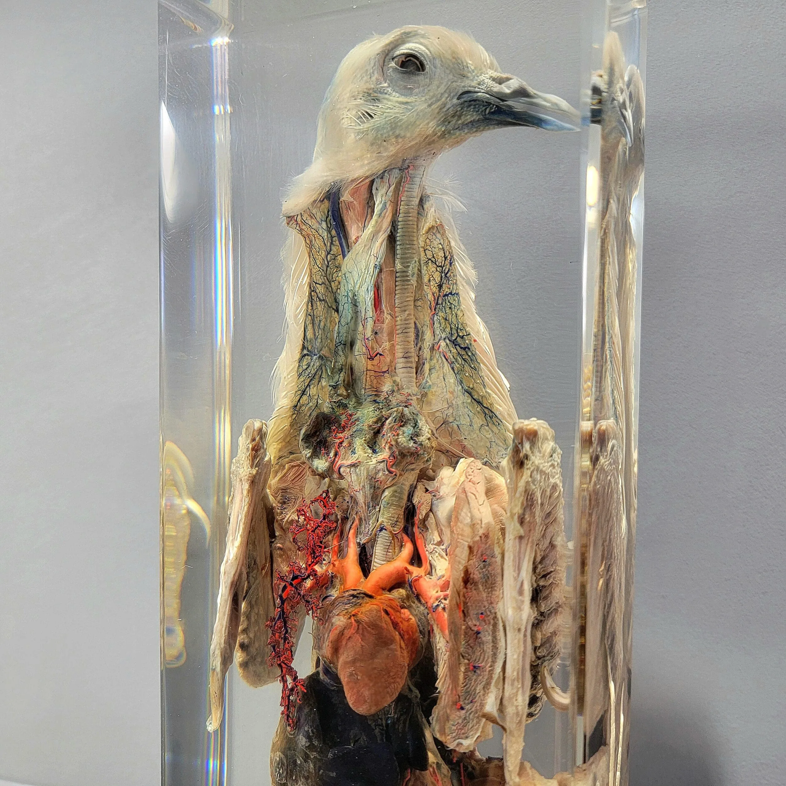 Slide 1 for Large Dissected Bird In Resin, Pigeon Specimen Dissection