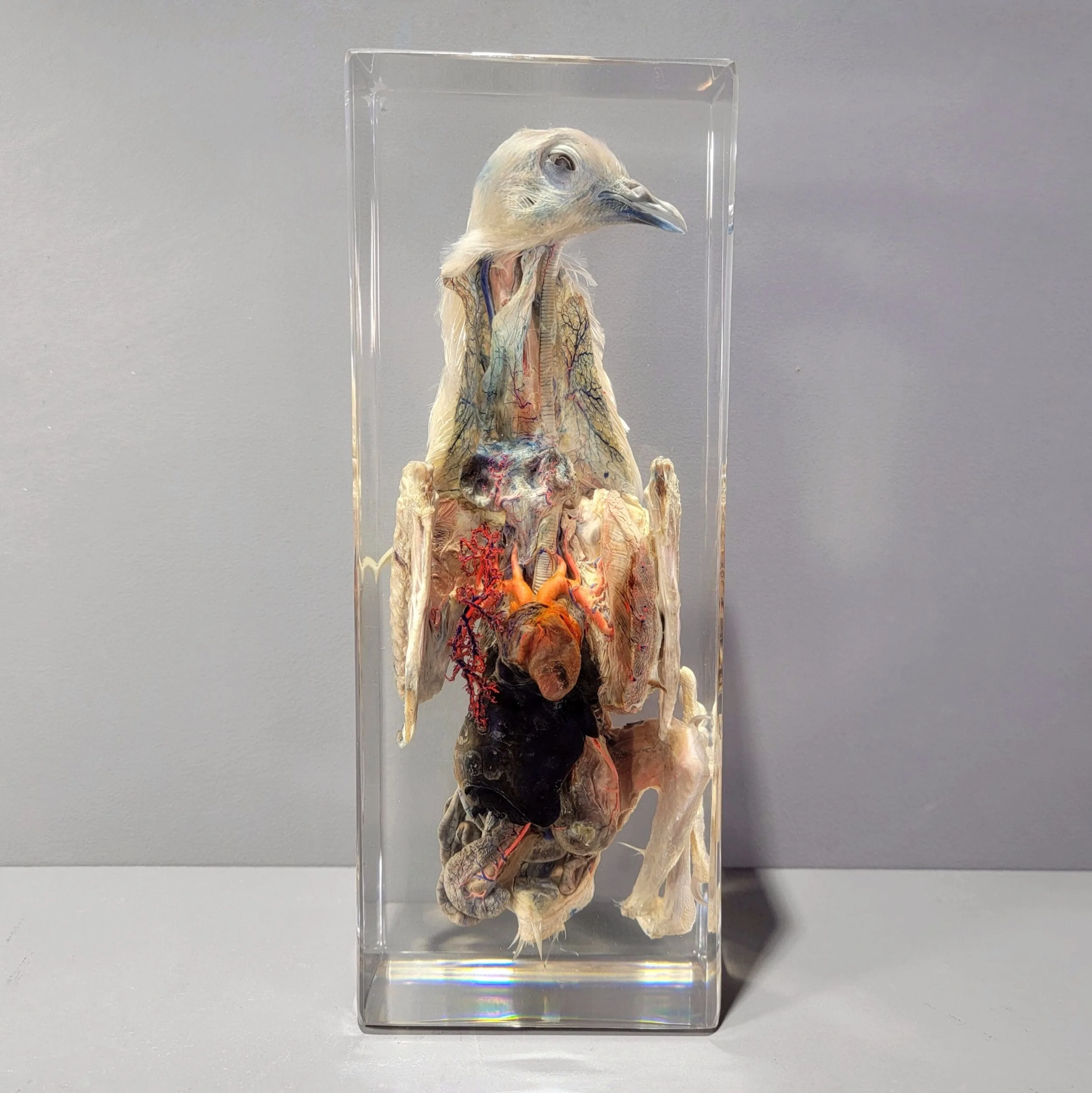 Slide 2 for Large Dissected Bird In Resin, Pigeon Specimen Dissection