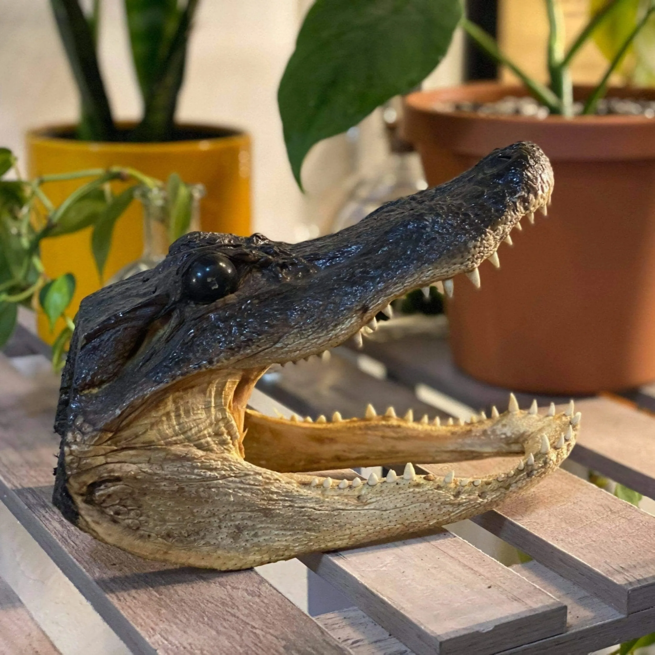 Slide 1 for Small Taxidermy Alligator Head, Real Gator Head