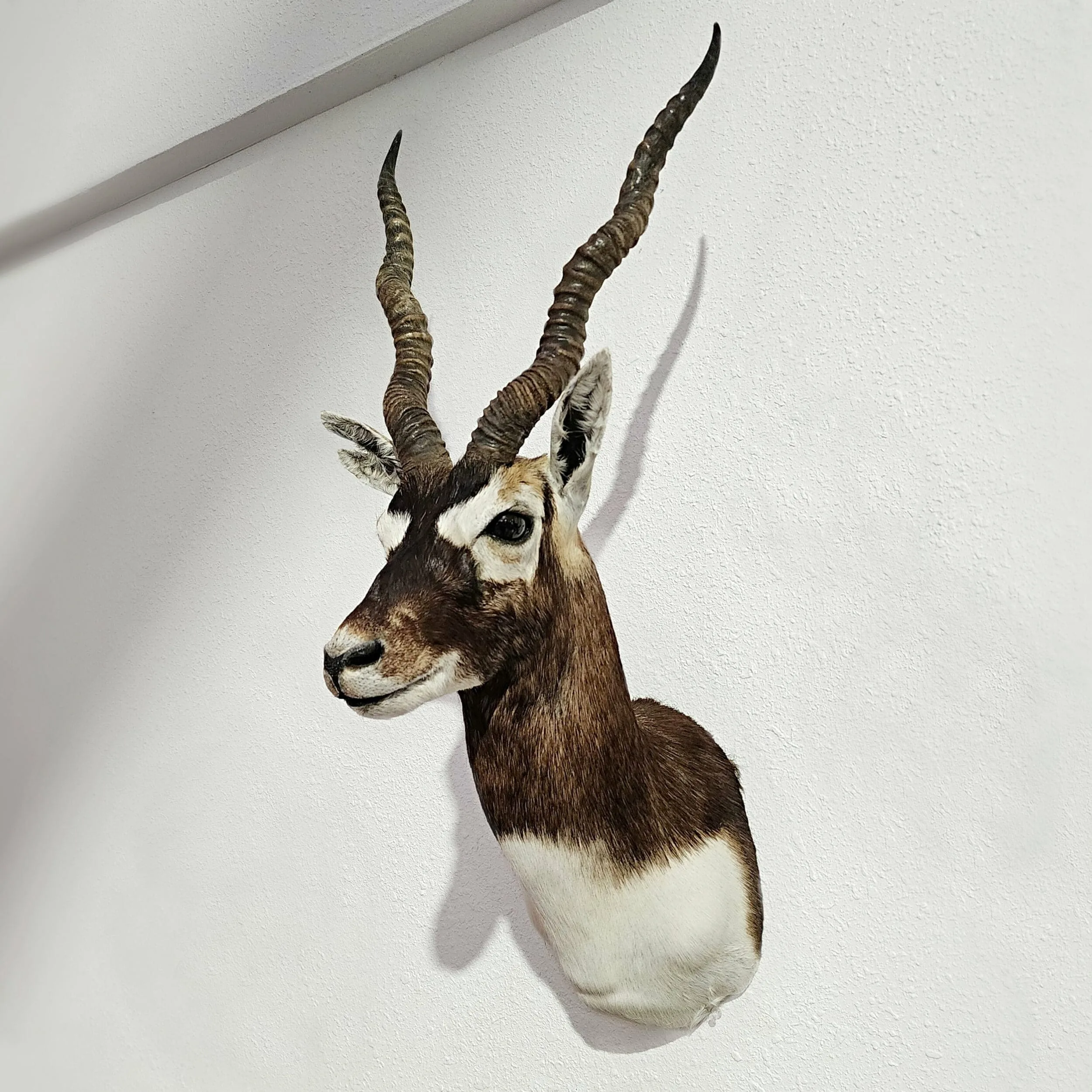 African taxidermy, Blackbuck Head Mount, Oddities and Curiosities Shop