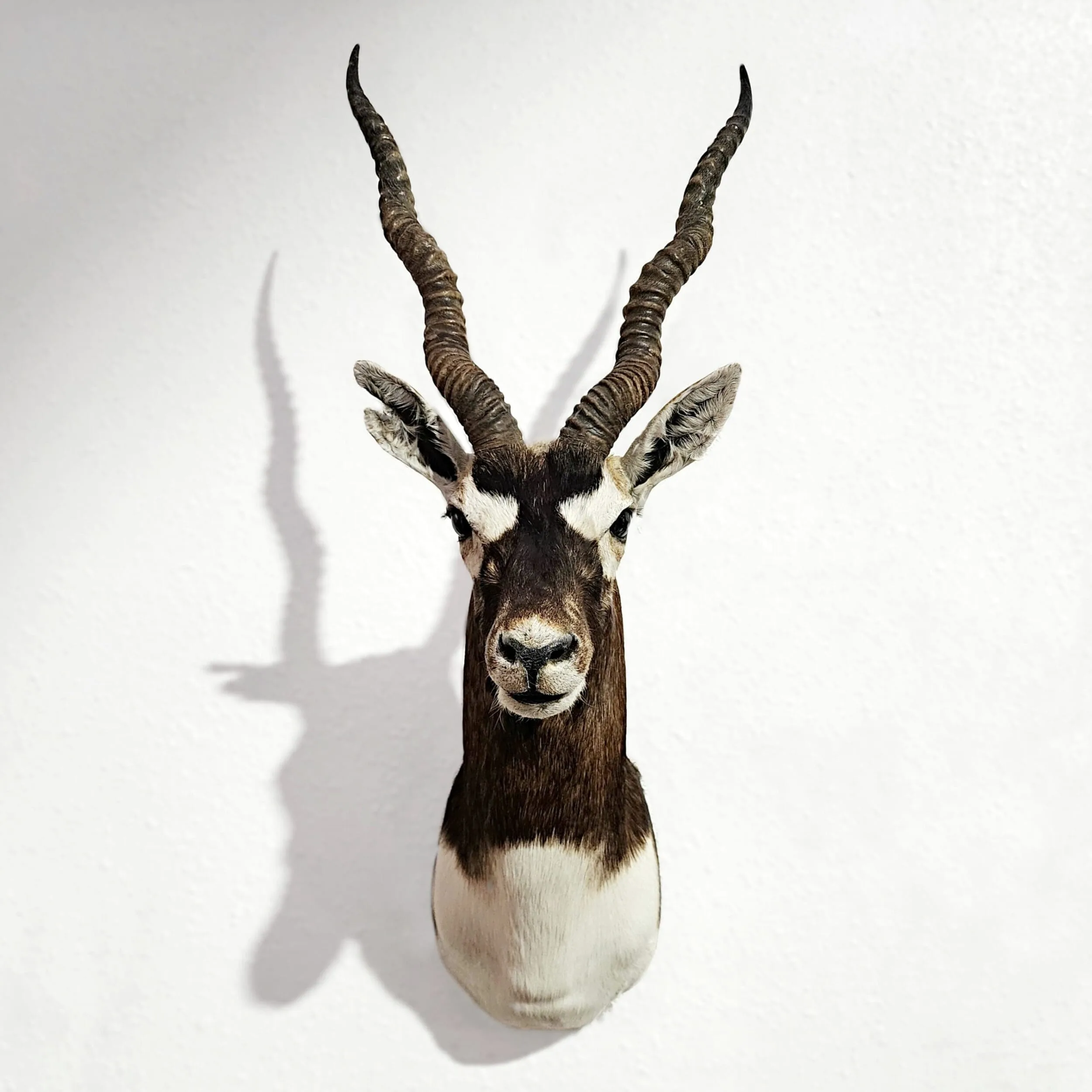 African Taxidermy, Blackbuck Head Mount, Oddities and Curiosities Shop