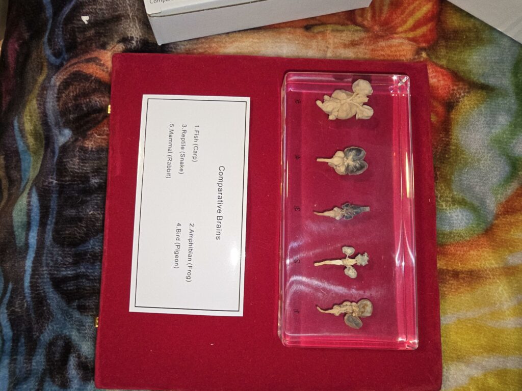 Image #2 from Alyssa McRae