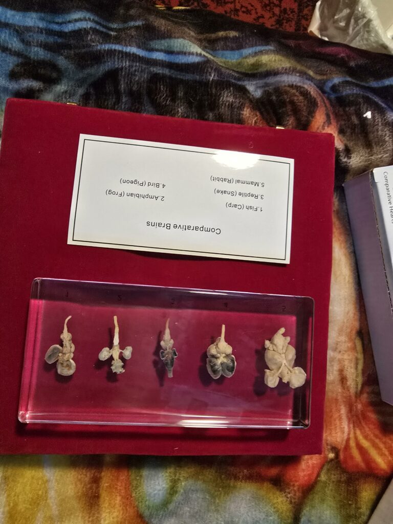 Image #3 from Alyssa McRae