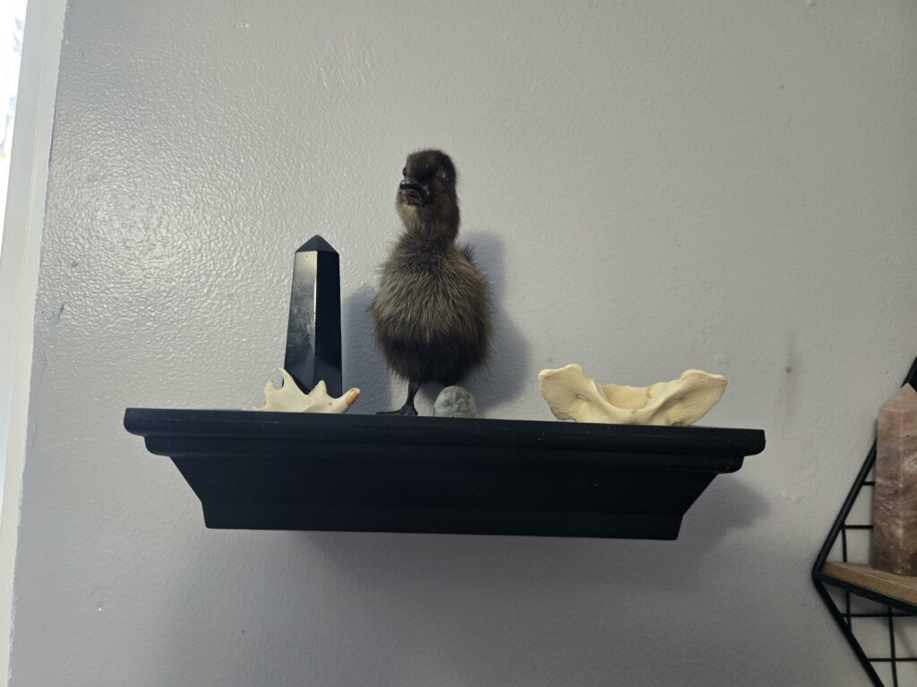 Image #1 from Elvi Blómgren