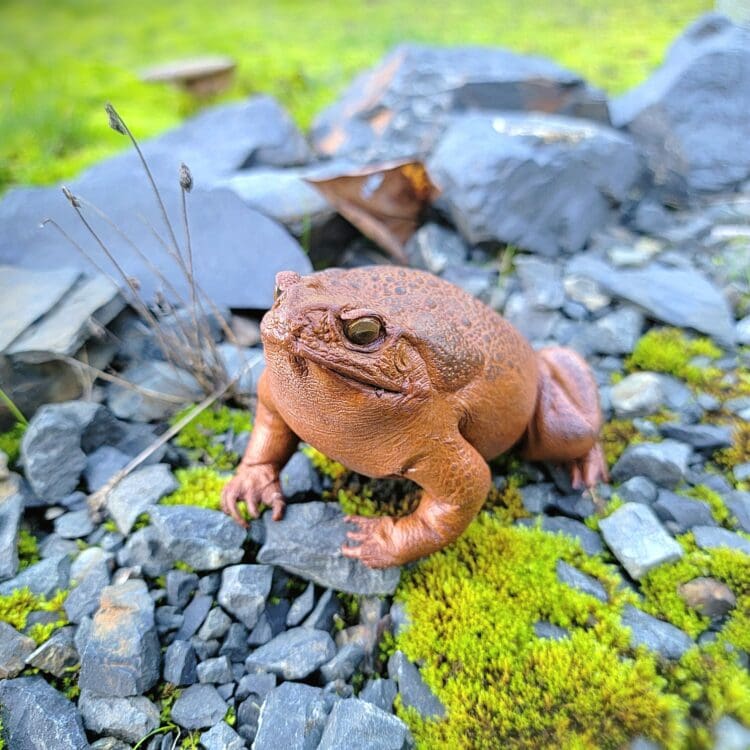 Taxidermy Toad, Real Frog - Image 2