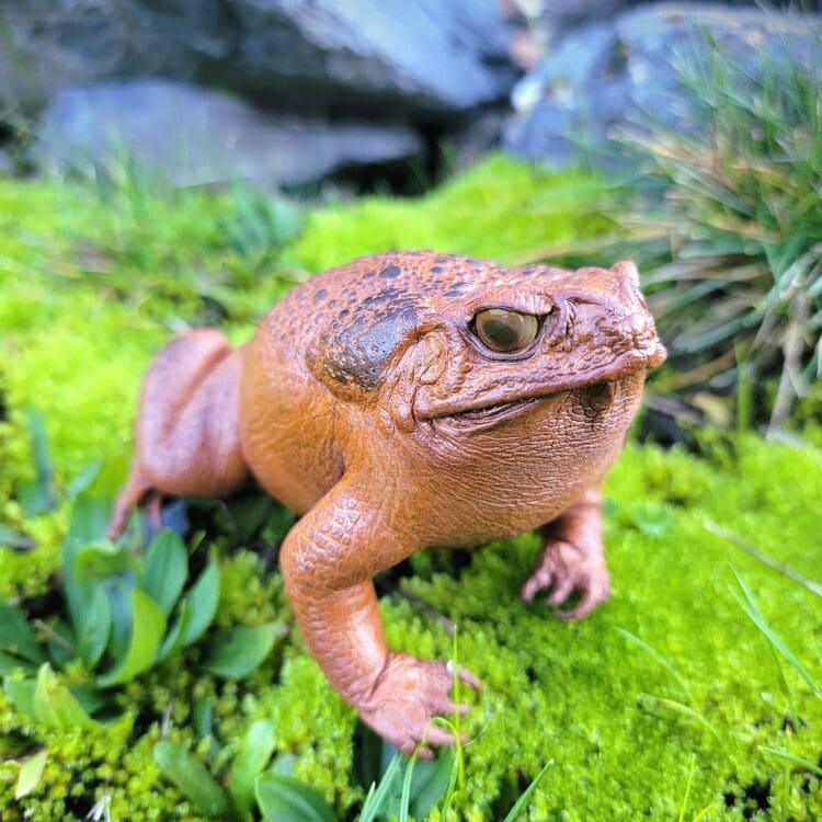 Taxidermy Toad, Real Frog