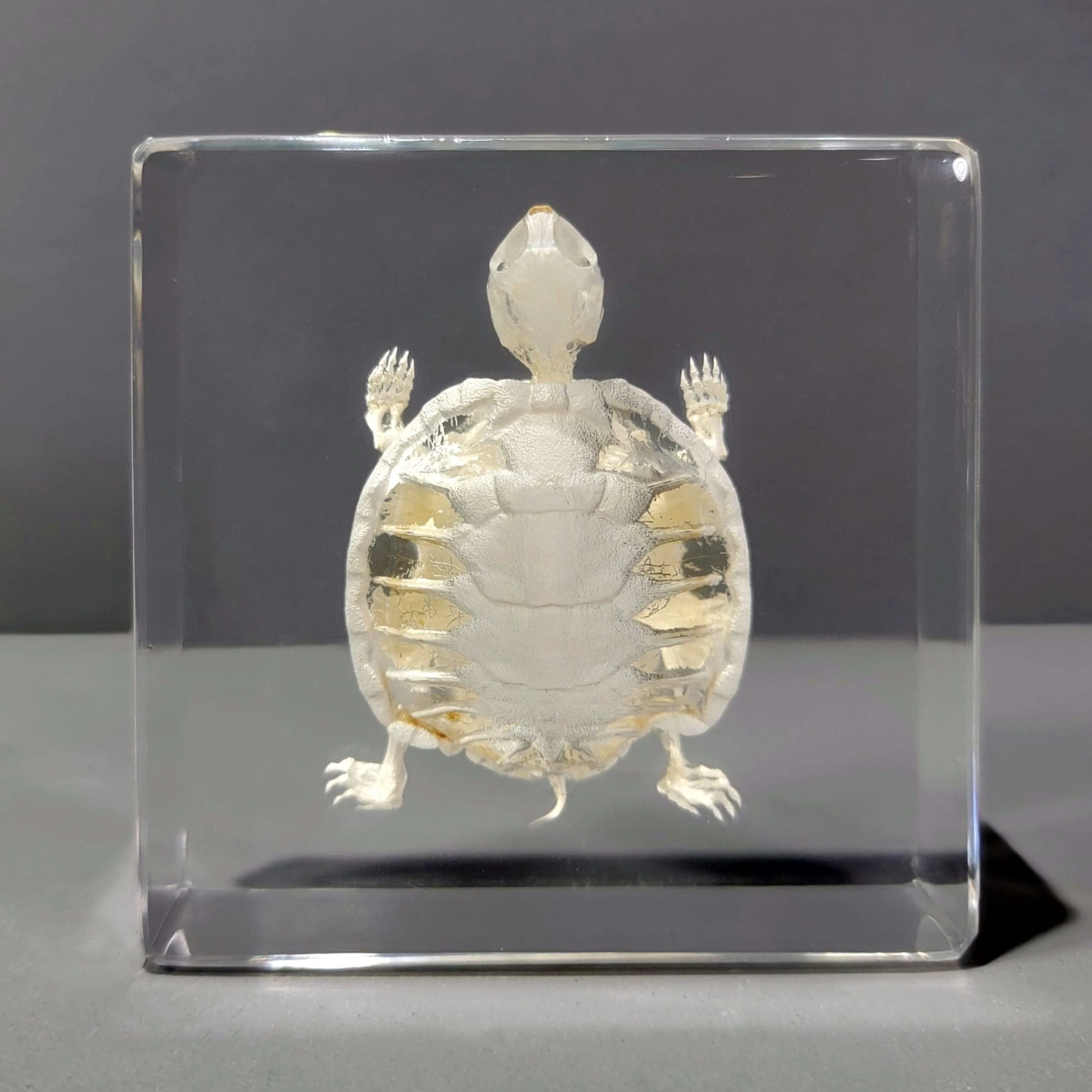 Slide 1 for Turtle Skeleton In Resin, Animal Skeletons, Trachemys scripta elegans