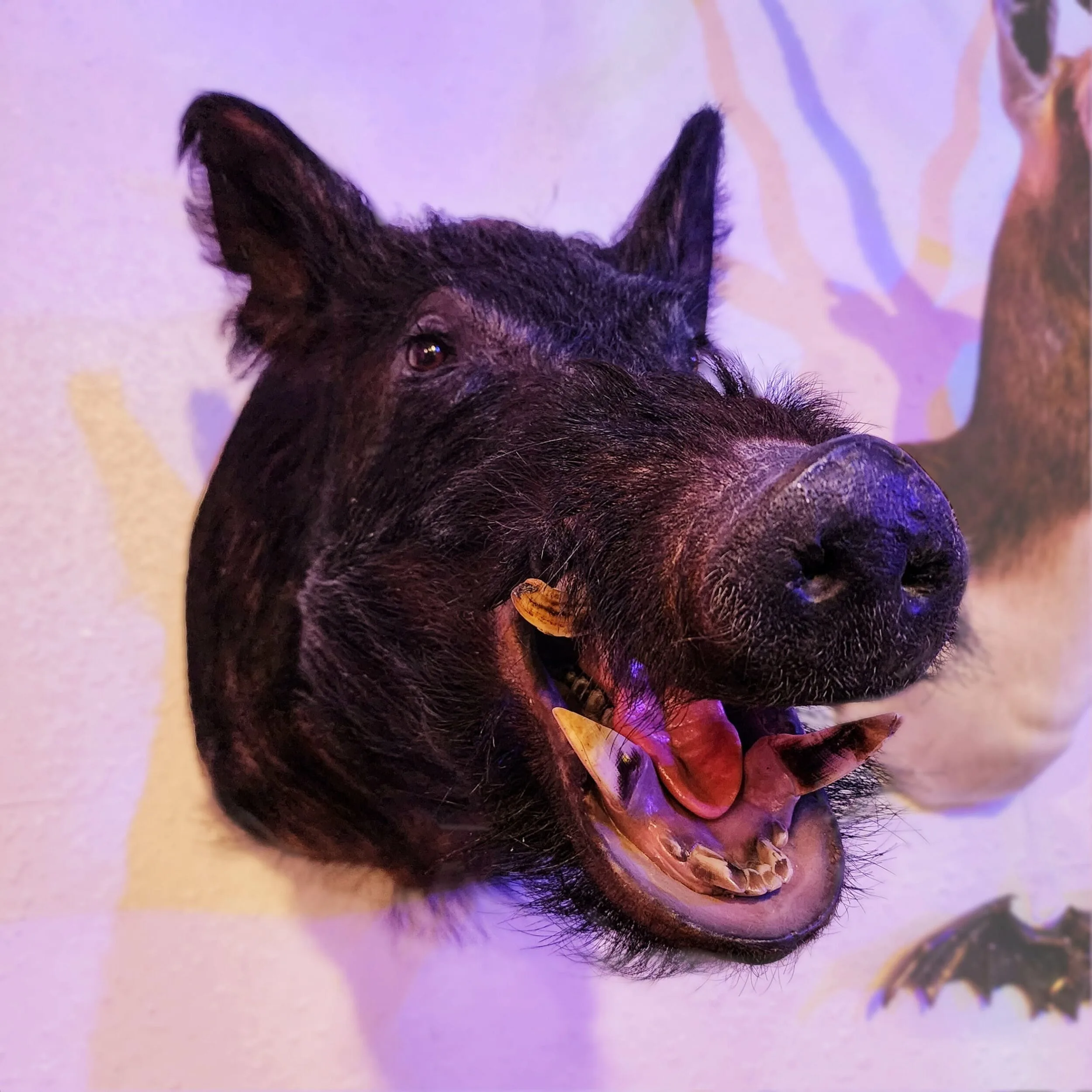 Slide 1 for Vintage Black Boar Taxidermy -Local pickup only