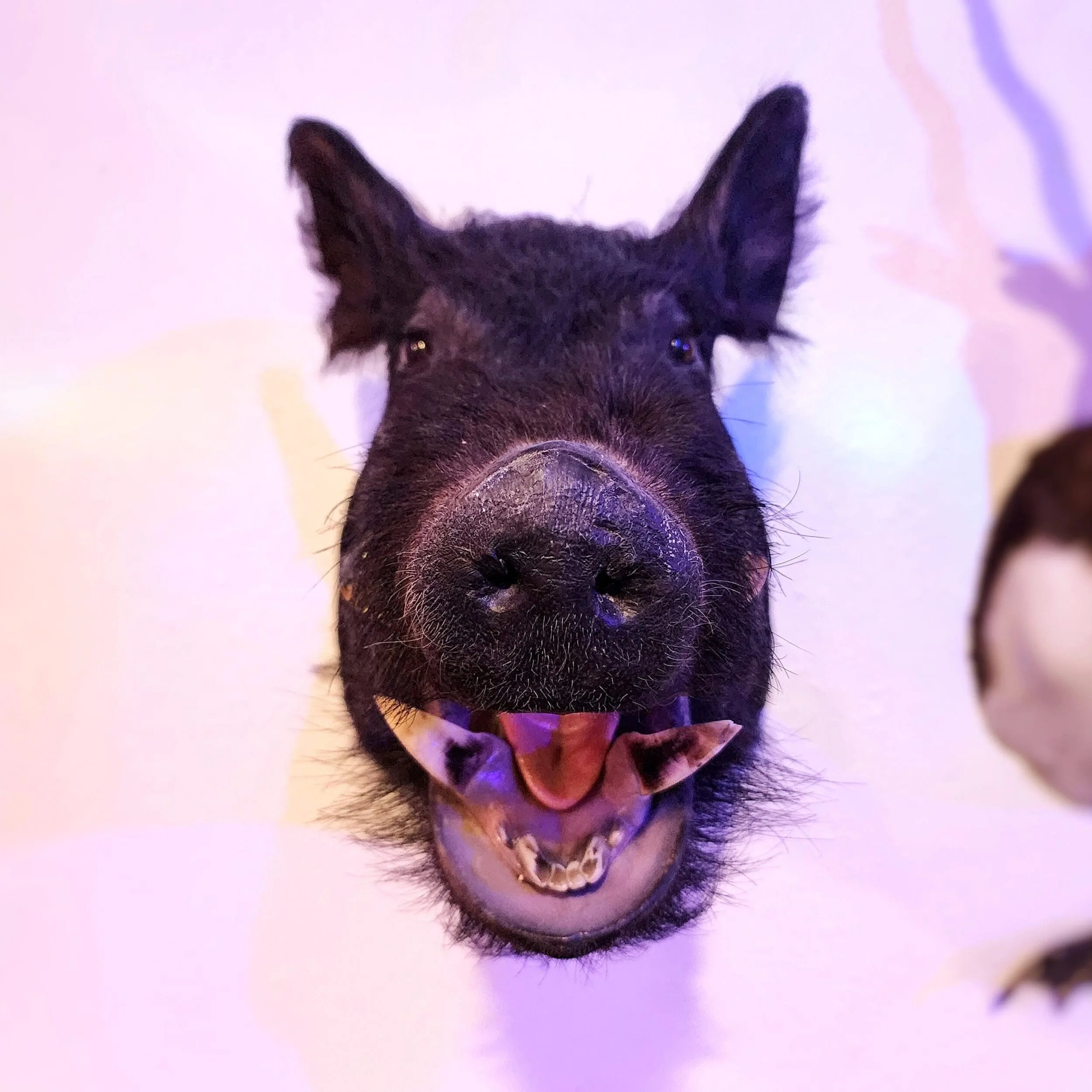 Slide 4 for Vintage Black Boar Taxidermy -Local pickup only