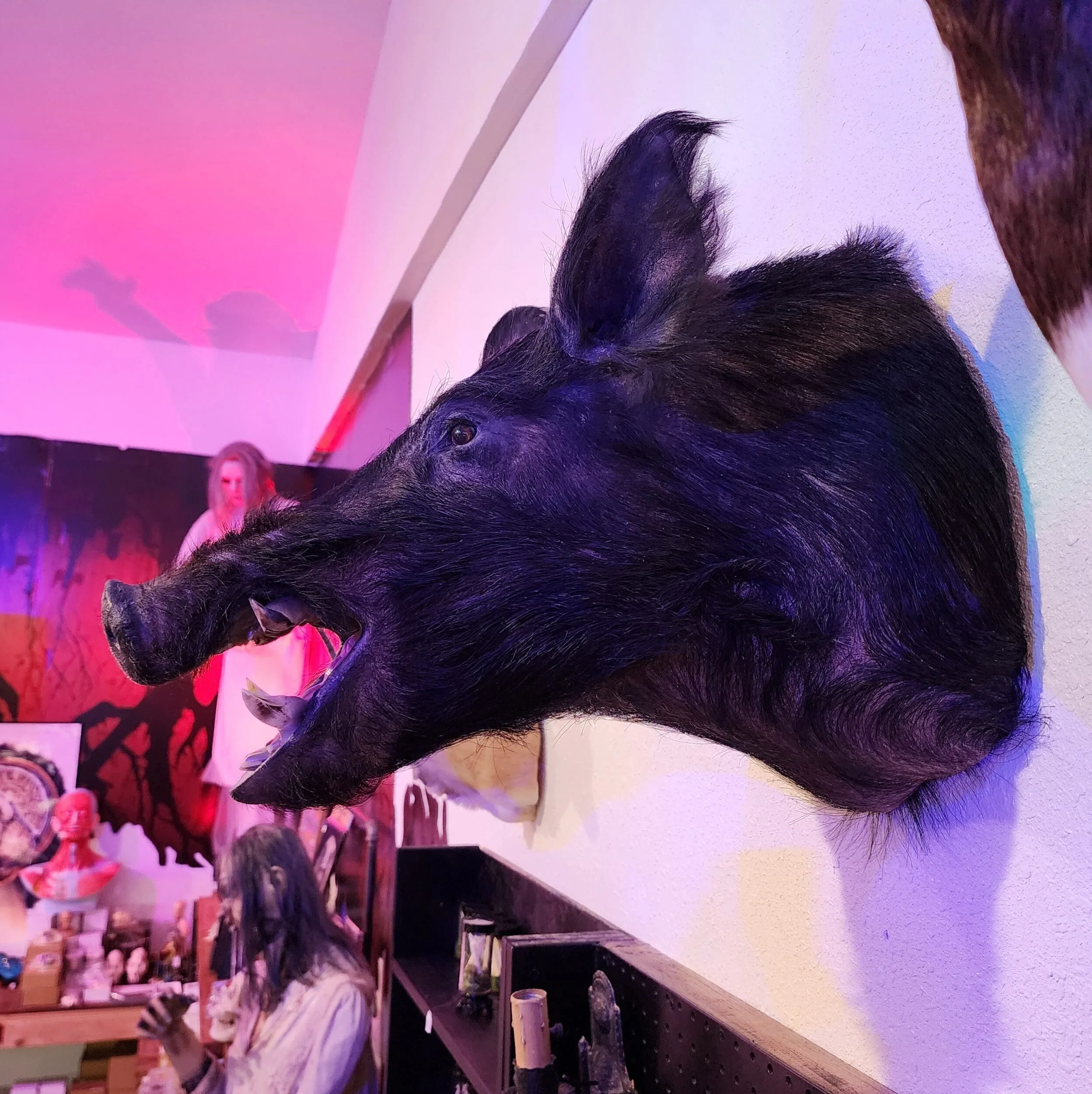 Slide 3 for Vintage Black Boar Taxidermy -Local pickup only