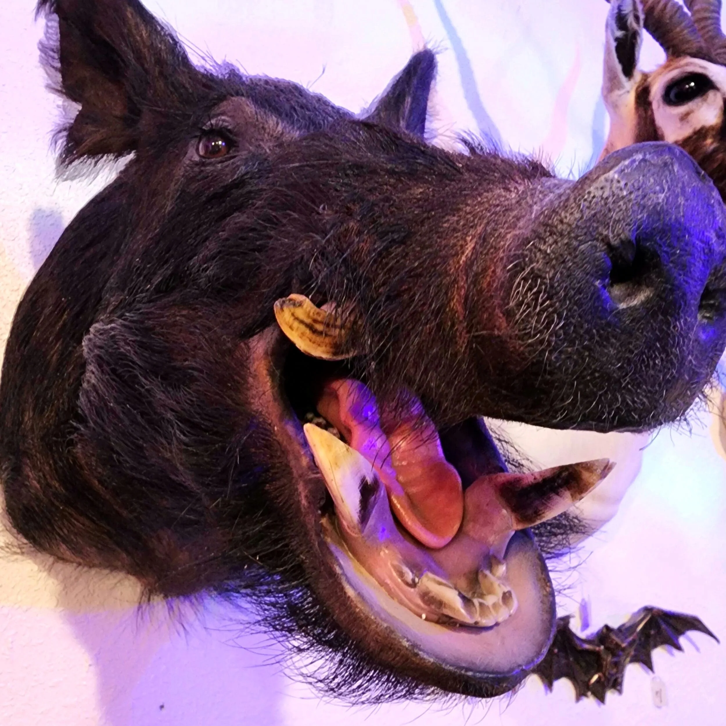 Slide 2 for Vintage Black Boar Taxidermy -Local pickup only