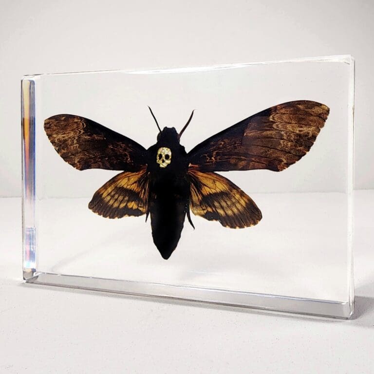 Slide 1 for Death's Head Moth In Resin, Jeweled Hawkmoth