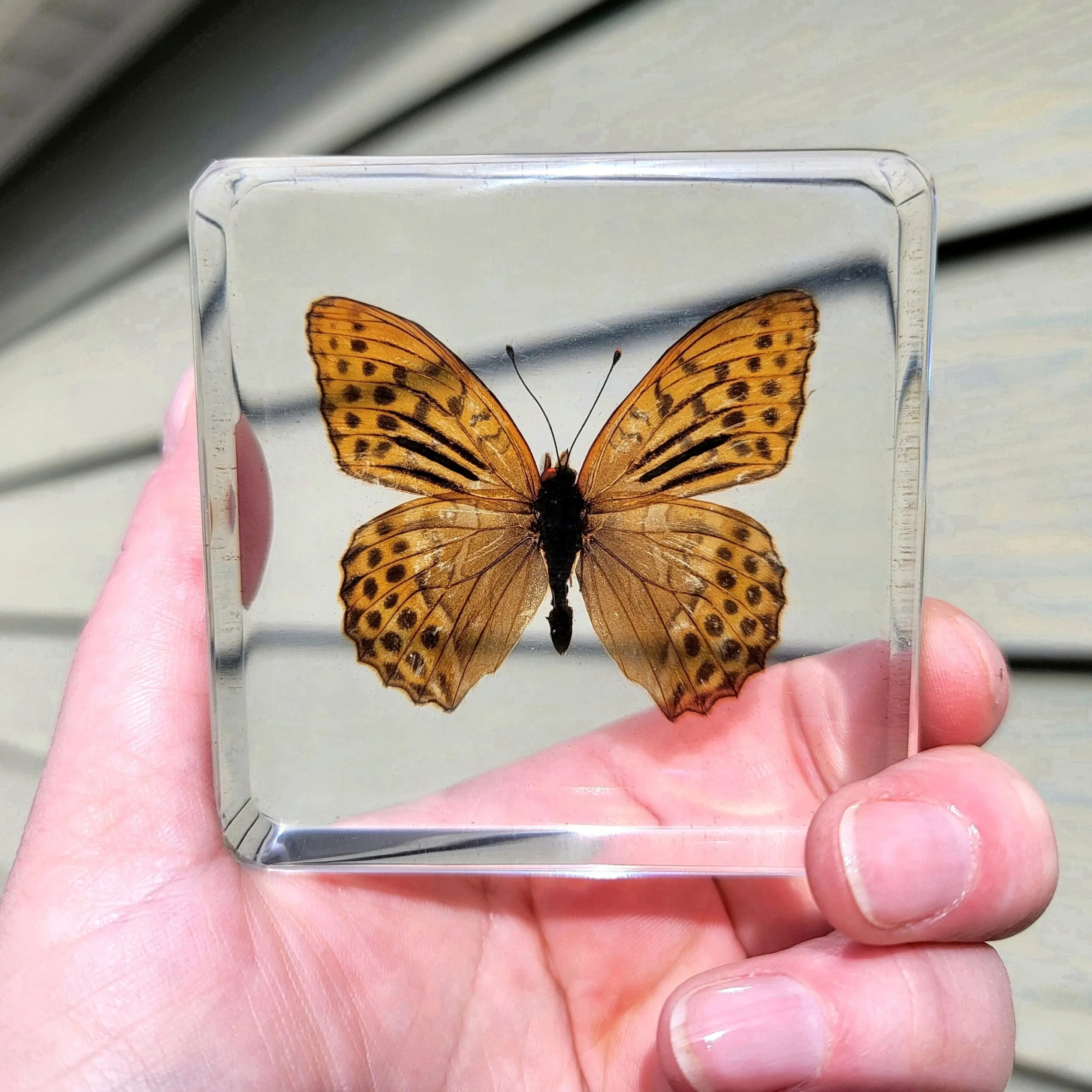 Slide 2 for Leopard Print Butterfly in Resin, Argynnis hyperbius