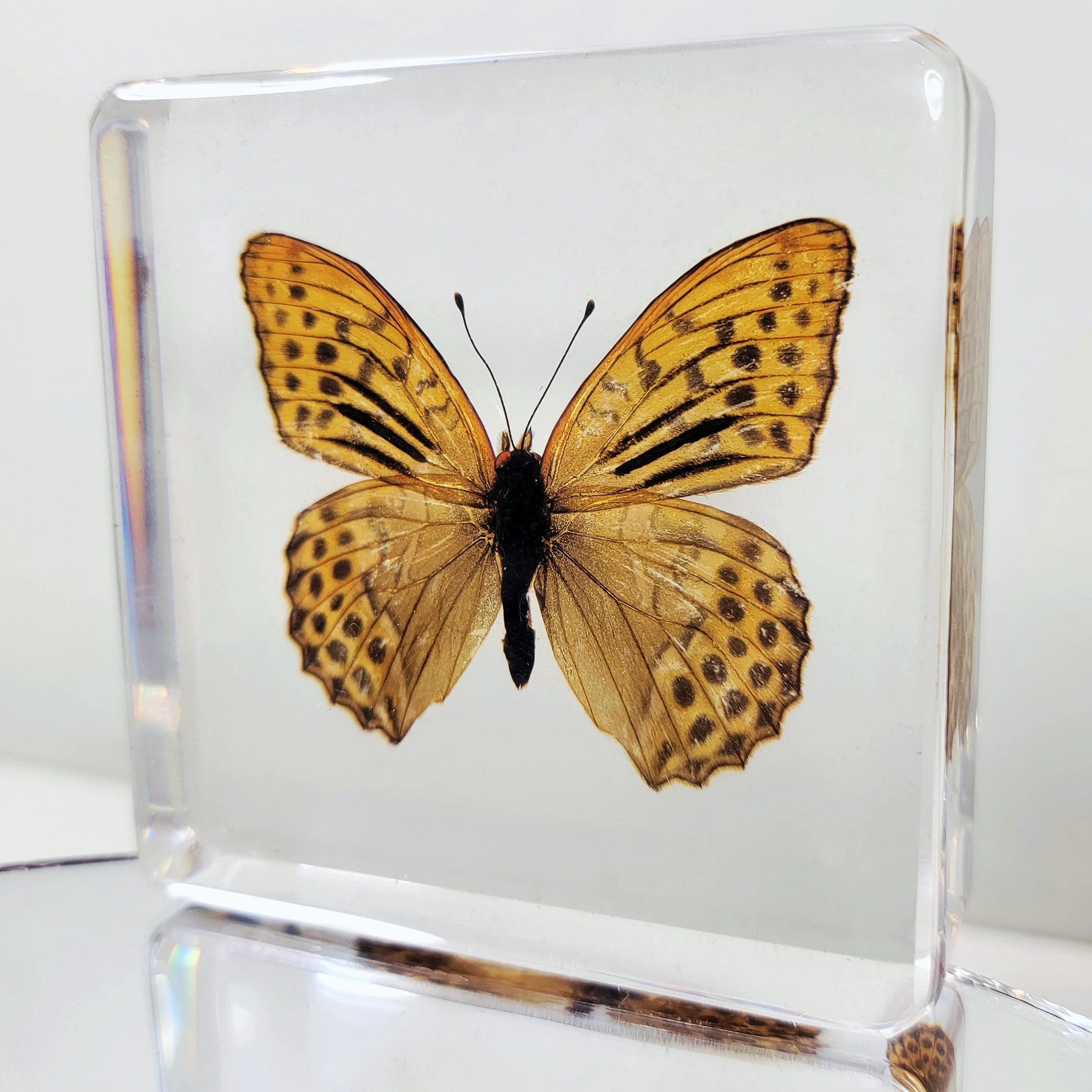 Slide 1 for Leopard Print Butterfly in Resin, Argynnis hyperbius