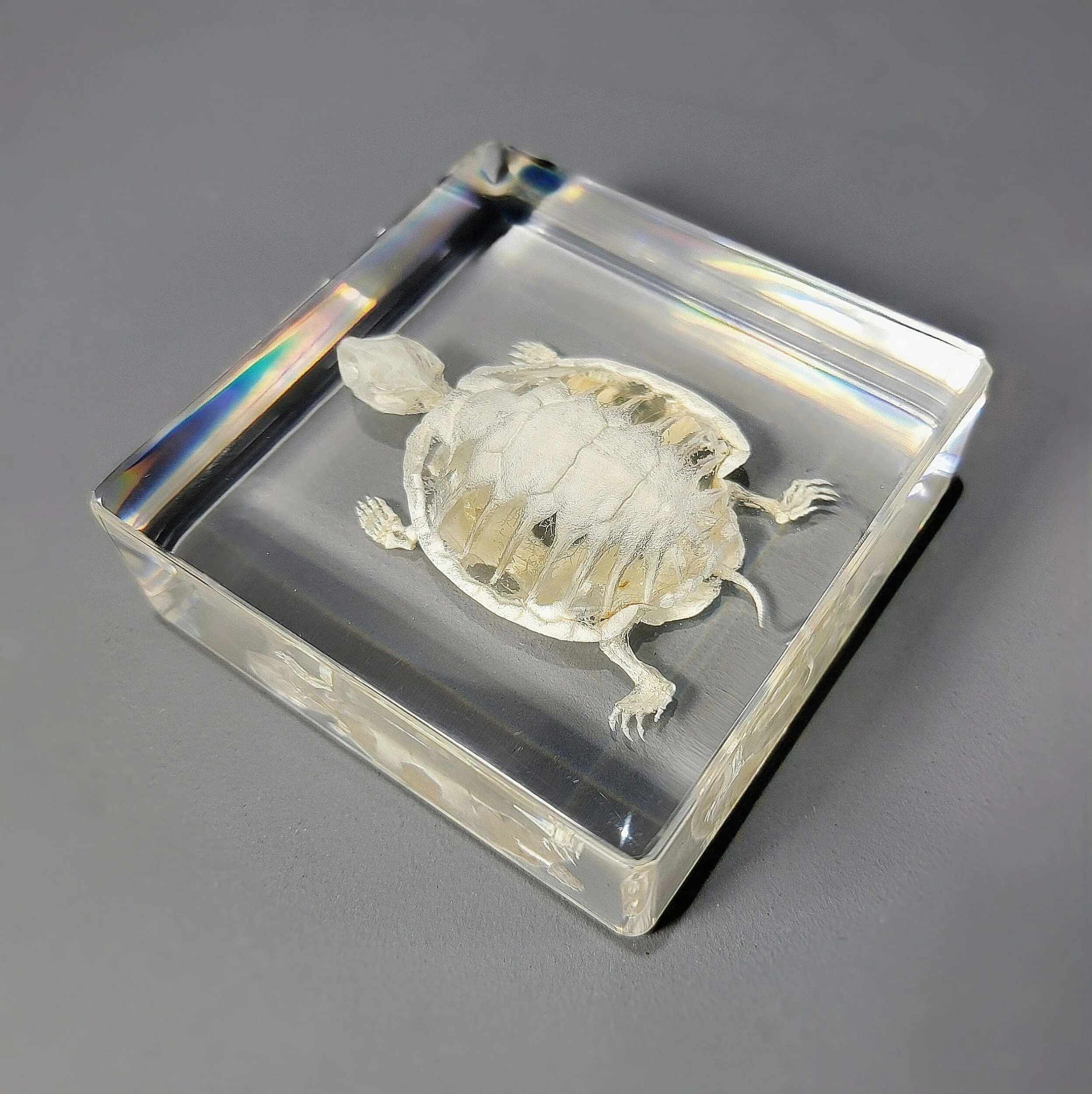 Slide 3 for Turtle Skeleton In Resin, Animal Skeletons, Trachemys scripta elegans